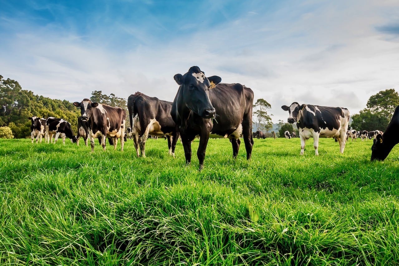 Dairy cattle grazing on open pasture